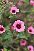 POTENTILLA NEPALENSIS MISS WILLMOTT