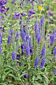 VERONICA LONGIFOLIA BLAURIESIN