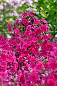 PHLOX PANICULATA KIRCHENFUERST,