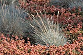 FESTUCA CINEREA BLAUFUCHS, BLUE FESCUE, ACAENA MICROPHYLLA