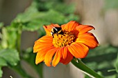 TITHONIA ROTUNDIFOLIA