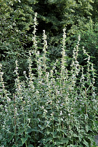 ALTHAEA_OFFICINALIS