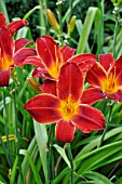 HEMEROCALLIS BERLIN RED VELVET