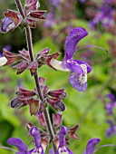 SALVIA FORSKAOLEI, SAGE