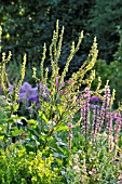 VERBASCUM CHAIXII