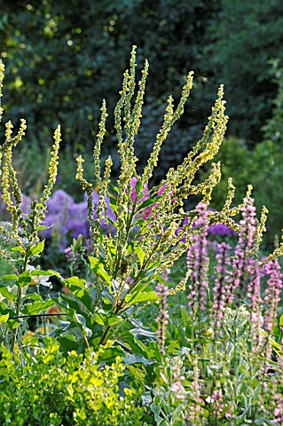 VERBASCUM_CHAIXII