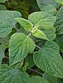 SALVIA GUARANTICA, SAGE