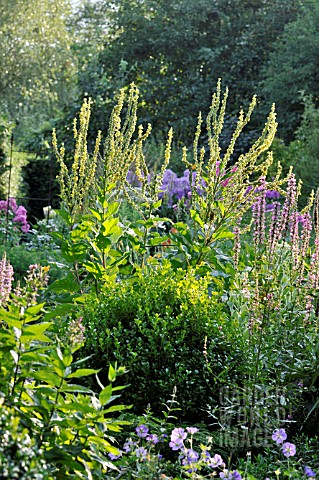 VERBASCUM_CHAIXII