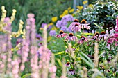ECHINACEA PURPUREA,
