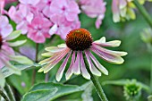 ECHINACEA PURPUREA GREEN ENVY,