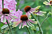 ECHINACEA PURPUREA GREEN ENVY,