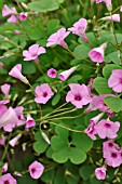 OXALIS ARTICULATA PINK PILLOW