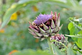 CYNARA SCOLYMUS, ARTICHOKE