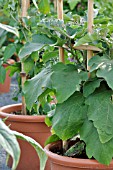 SOLANUM MELONGENA, AUBERGINE