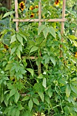 CYCLANTHERA PEDATA, STUFFING GOURD