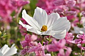 COSMOS BIPINNATUS, SALVIA VIRIDIS SYN. SALVIA HORMINUM