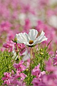 COSMOS BIPINNATUS,SALVIA VIRIDIS SYN. SALVIA HORMINUM