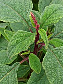 SALVIA CONFERTIFOLIA, SAGE