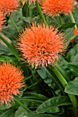 SCADOXUS MULTIFLORUS