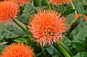 SCADOXUS MULTIFLORUS