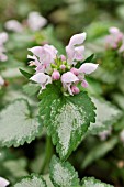 LAMIUM MACULATUM PINK CHABLIS,