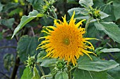 HELIANTHUS ANNUUS PRADO GOLD,