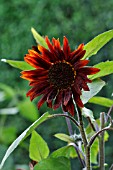 HELIANTHUS ANNUUS PRADO RED,