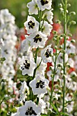 DELPHINIUM X CULTORUM MAGIC FOUNTAINS WHITE