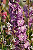 DELPHINIUM X CULTORUM MAGIC FOUNTAINS LILAC PINK