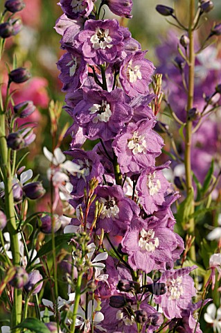 DELPHINIUM_X_CULTORUM_MAGIC_FOUNTAINS_LILAC_PINK