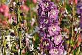 DELPHINIUM X CULTORUM MAGIC FOUNTAINS LILAC PINK