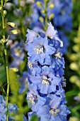 DELPHINIUM X CULTORUM MAGIC FOUNTAINS SKY BLUE