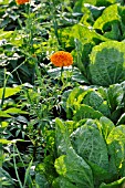 TAGETES, MARIGOLD, BRASSICA RAPA SUBSP. PEKINENSIS,