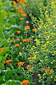 BRASSICA RAPA SUBSP. CHINENSIS, PAC CHOI, CALENDULA OFFICINALIS