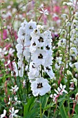 DELPHINIUM X CULTORUM MAGIC FOUNTAINS WHITE