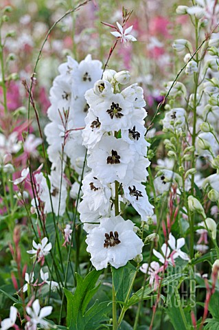 DELPHINIUM_X_CULTORUM_MAGIC_FOUNTAINS_WHITE