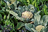 BRASSICA OLERACEA VAR. BOTRYTIS CLAPTON, CAULIFLOWER