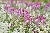 CLEOME SPINOSA, SPIDER FLOWER, SALVIA VIRIDIS SYN. SALVIA HORMINUM