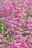 SALVIA VIRIDIS PINK SUNDAY SYN. SALVIA HORMINUM PINK SUNDAY