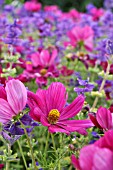 COSMOS BIPINNATUS, GARDEN COSMOS, SALVIA VIRIDIS SYN. SALVIA HORMINUM,