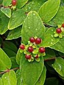 HYPERICUM ANDROSAEMUM, TUTSAN