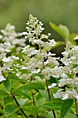 HYDRANGEA PANICULATA, PEE GEE