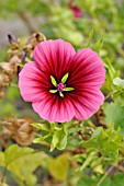 MALOPE TRIFIDA