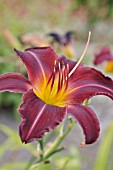 HEMEROCALLIS LEXINGTON