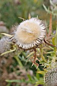 CIRSIUM ERIOPHORUM