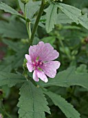 ALTHAEA CANNABINA, ARMENIAN MALLOW