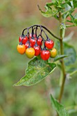 SOLANUM DULCAMARA