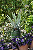 AGAVE, AGAPANTHUS, AFRICAN LILY, HELIOTROPIUM, HELIOTROPE