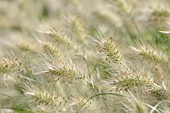 PENNISETUM VILLOSUM