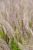 PENNISETUM SETACEUM